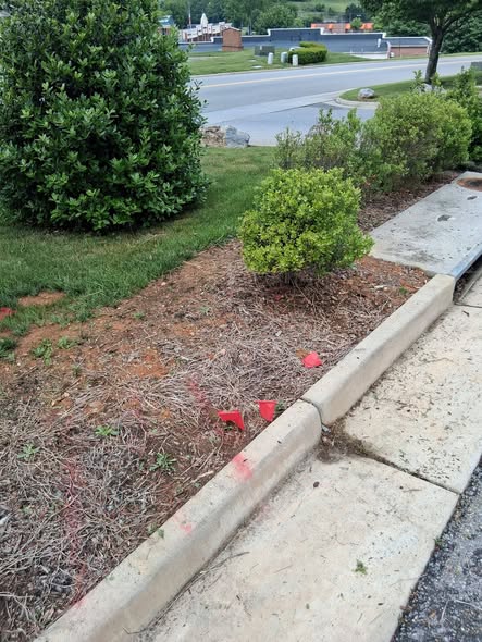 Landscape bed before cleaning