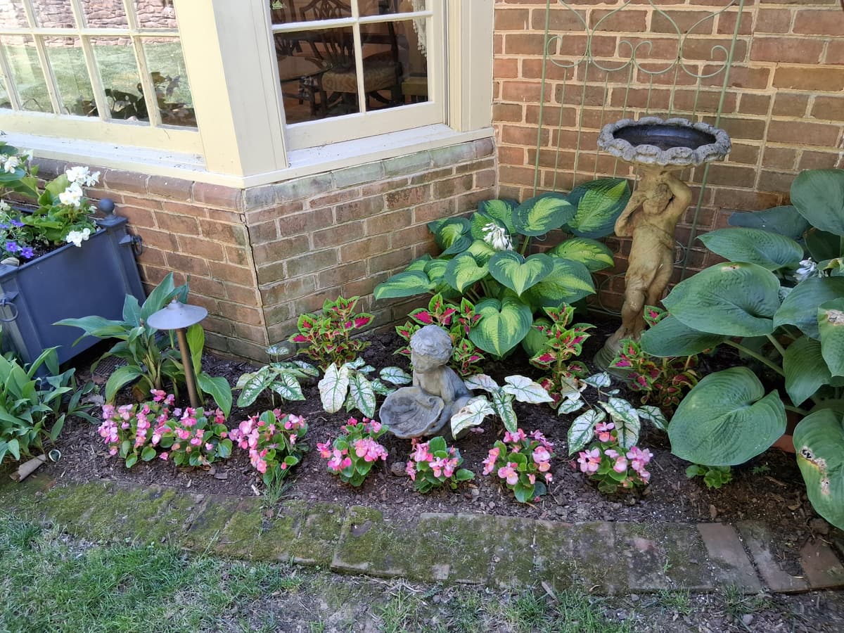 Finished window bed with hostas and annuals